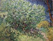 Vincent Van Gogh The Bush France oil painting artist